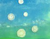 DANTEL ÜFLEDİLER / Tuval Üzerine Yağlıboya + Dantel, 40x120cm, 2005