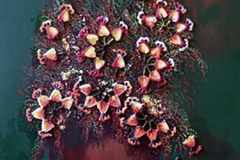 PITIRCIKLAR Tuval Üzerine Akrilik+ Dantel, 45x35cm, 2005